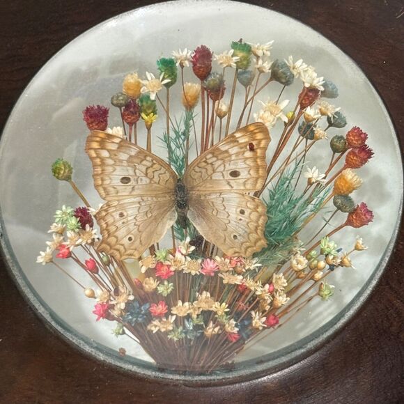 2 VTG Brazilia Collection Dunston Dried Flower Butterfly Wood Frame Oval + Round - Picture 4 of 9